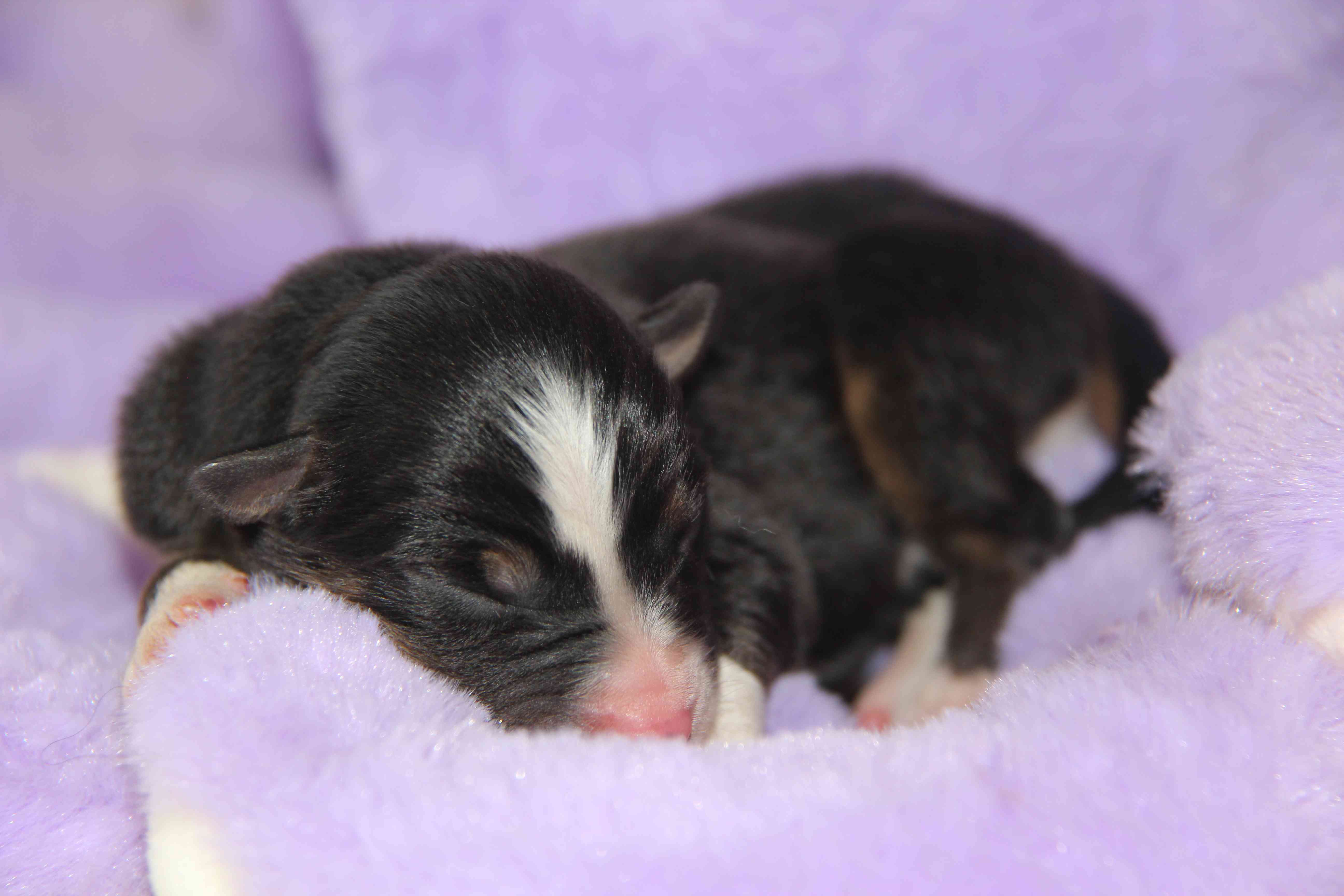 image chiot Berger Australien