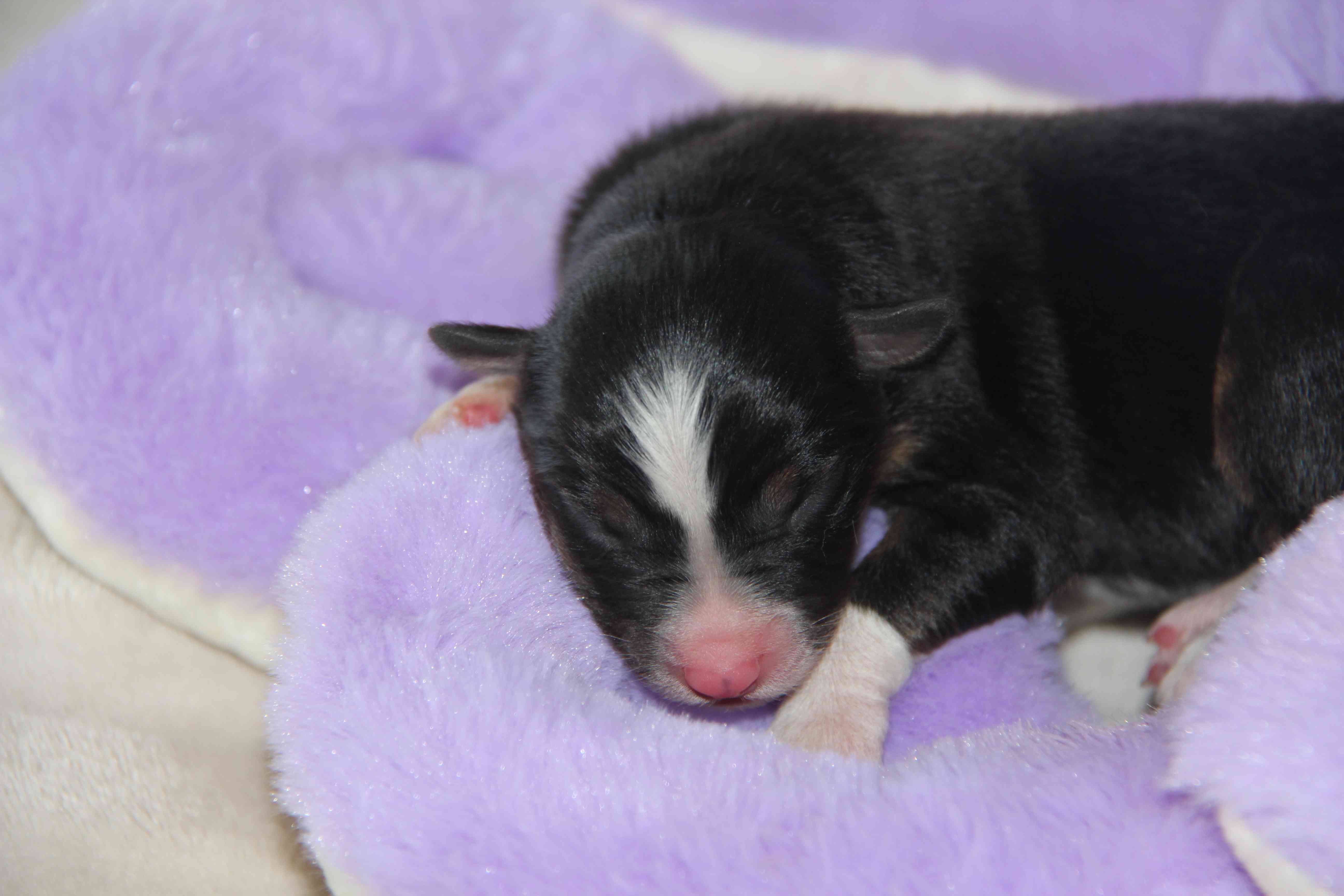 image chiot Berger Australien