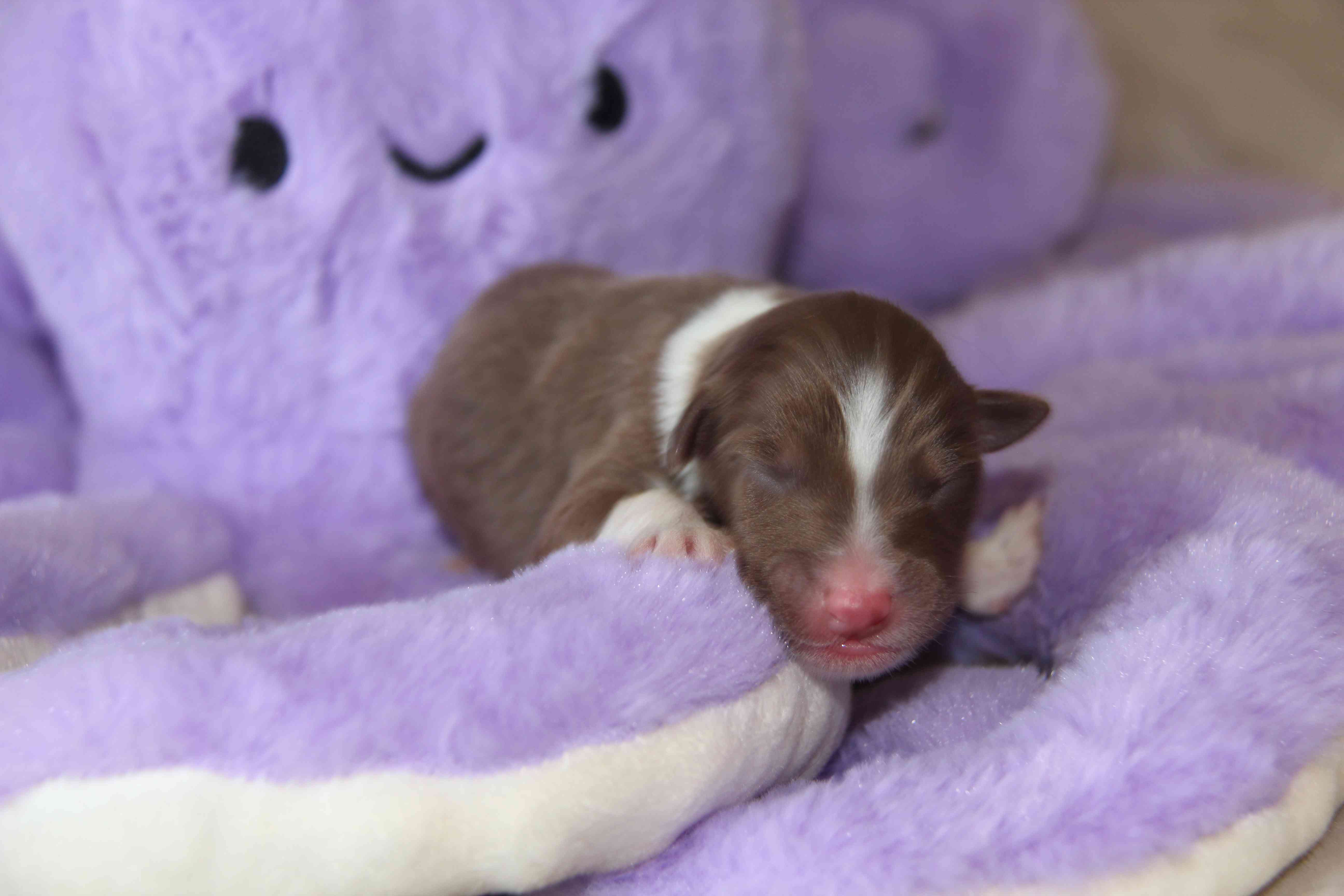 image chiot Berger Australien