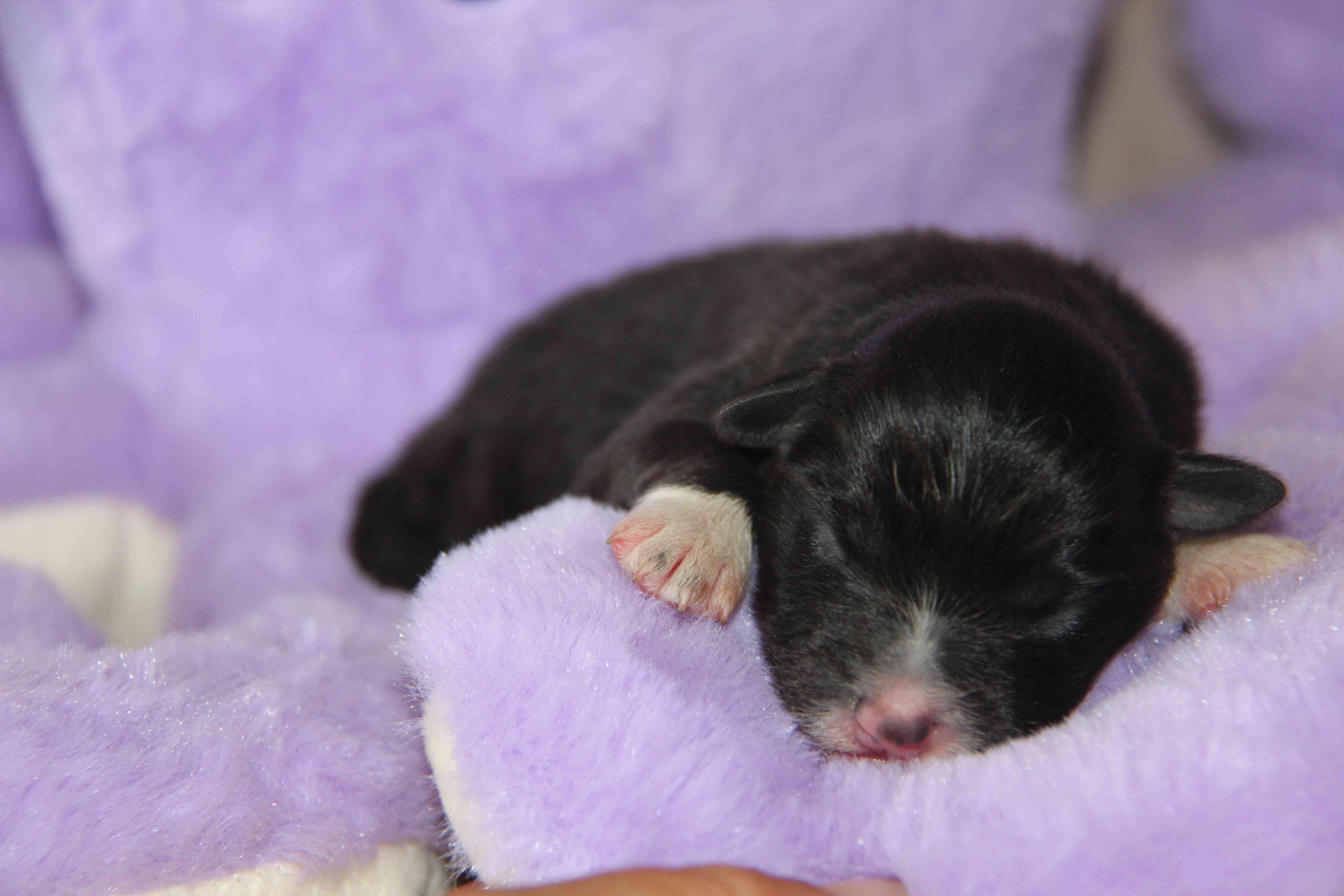 image chiot Berger Australien