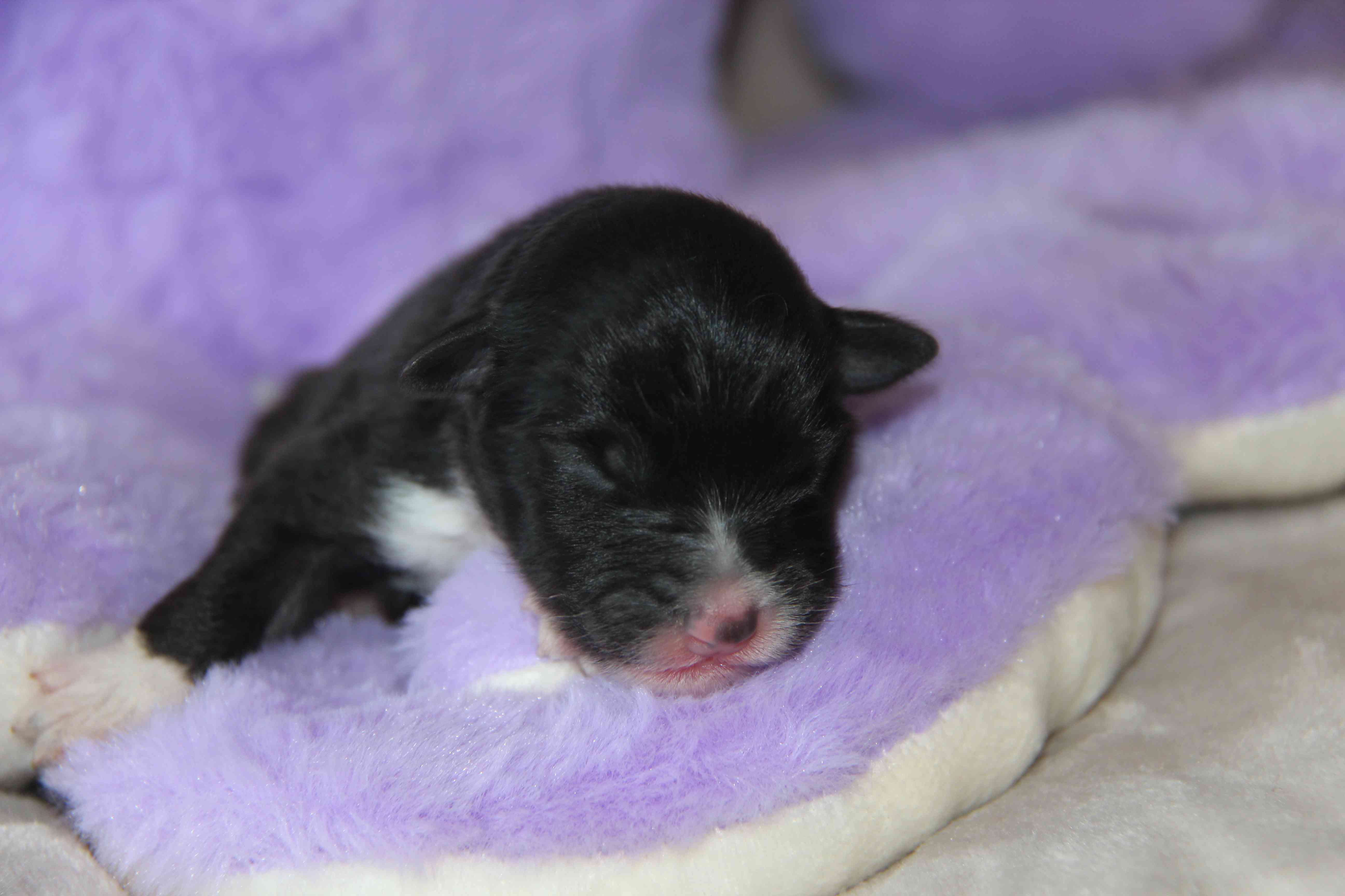 image chiot Berger Australien