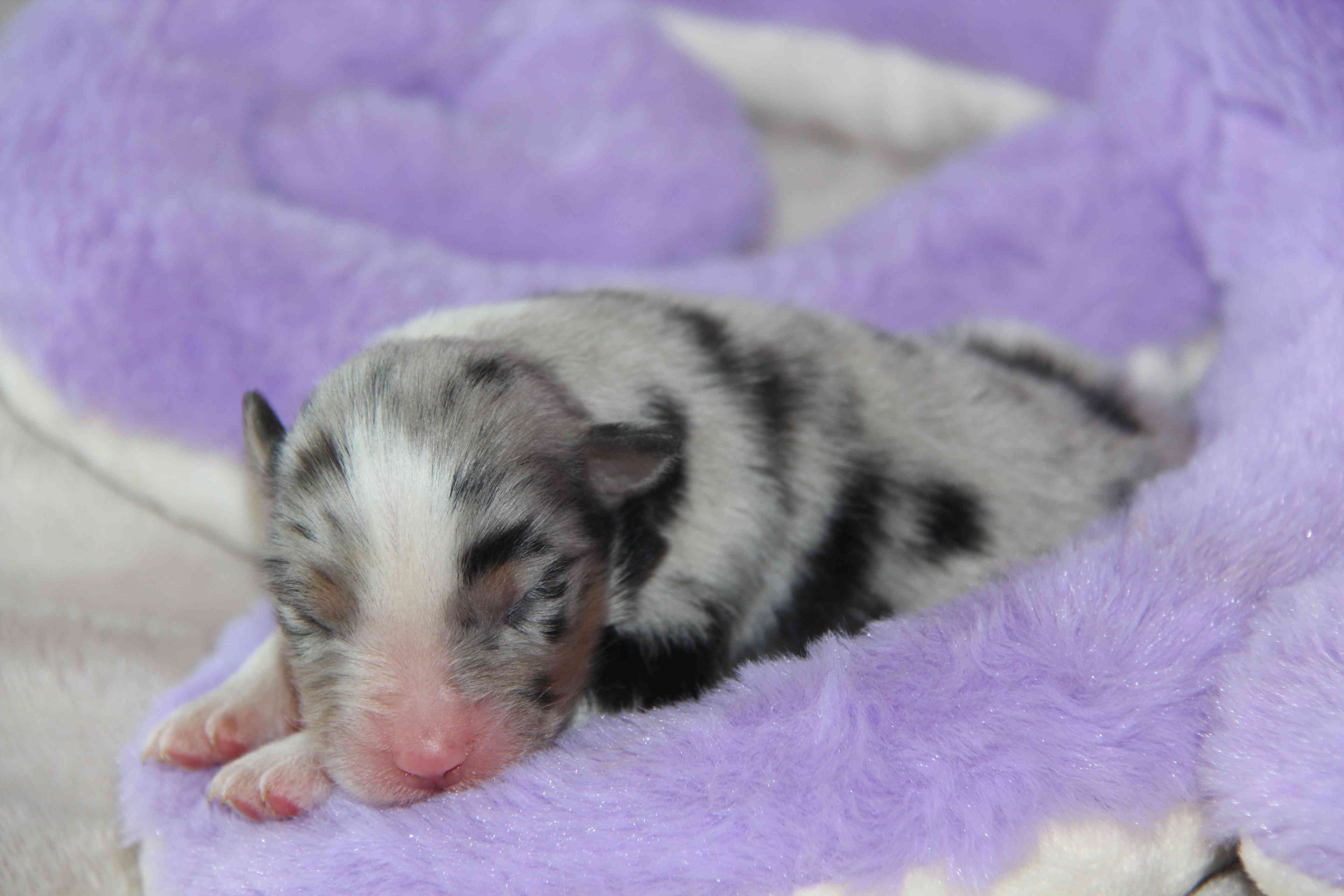 image chiot Berger Australien