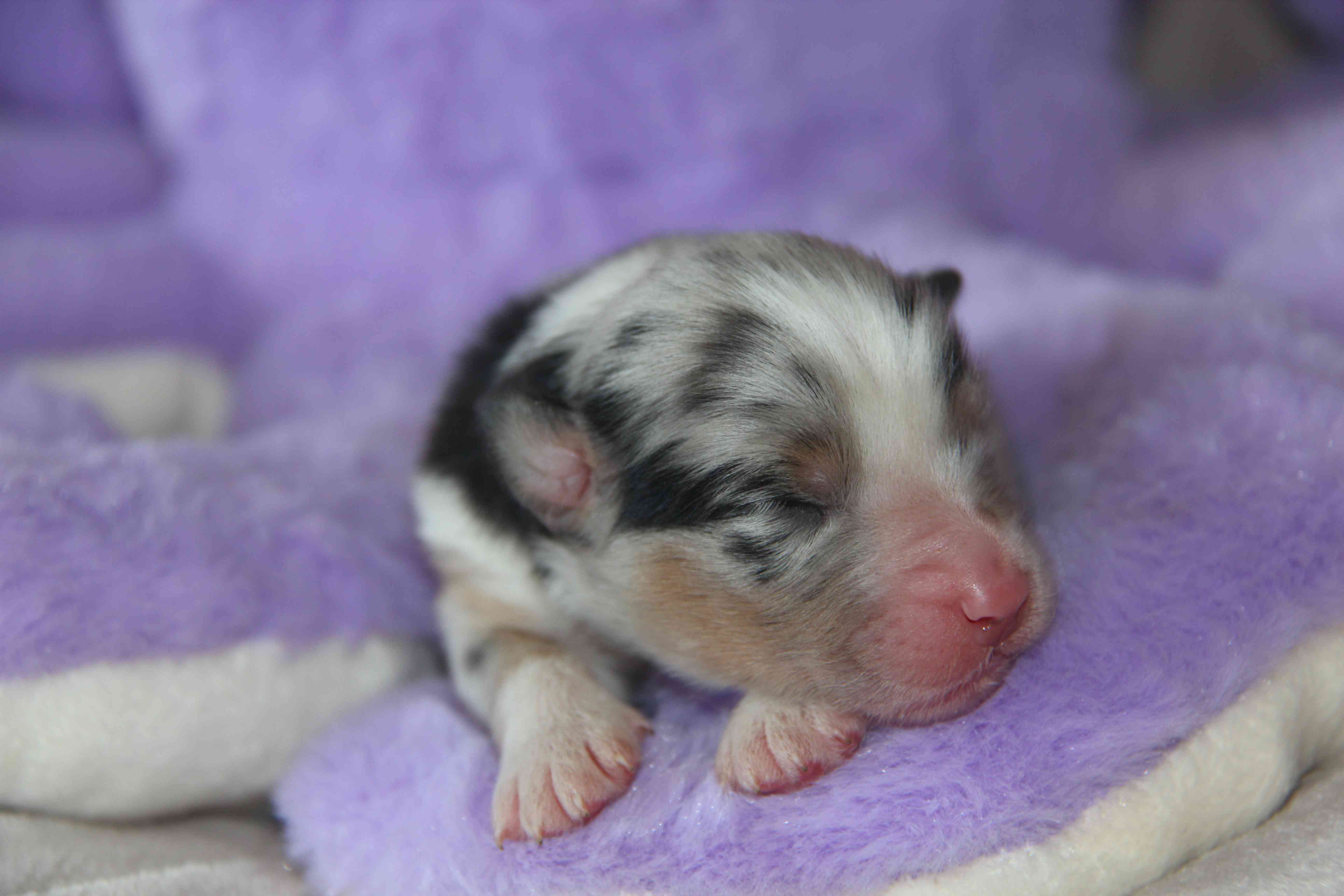 image chiot Berger Australien