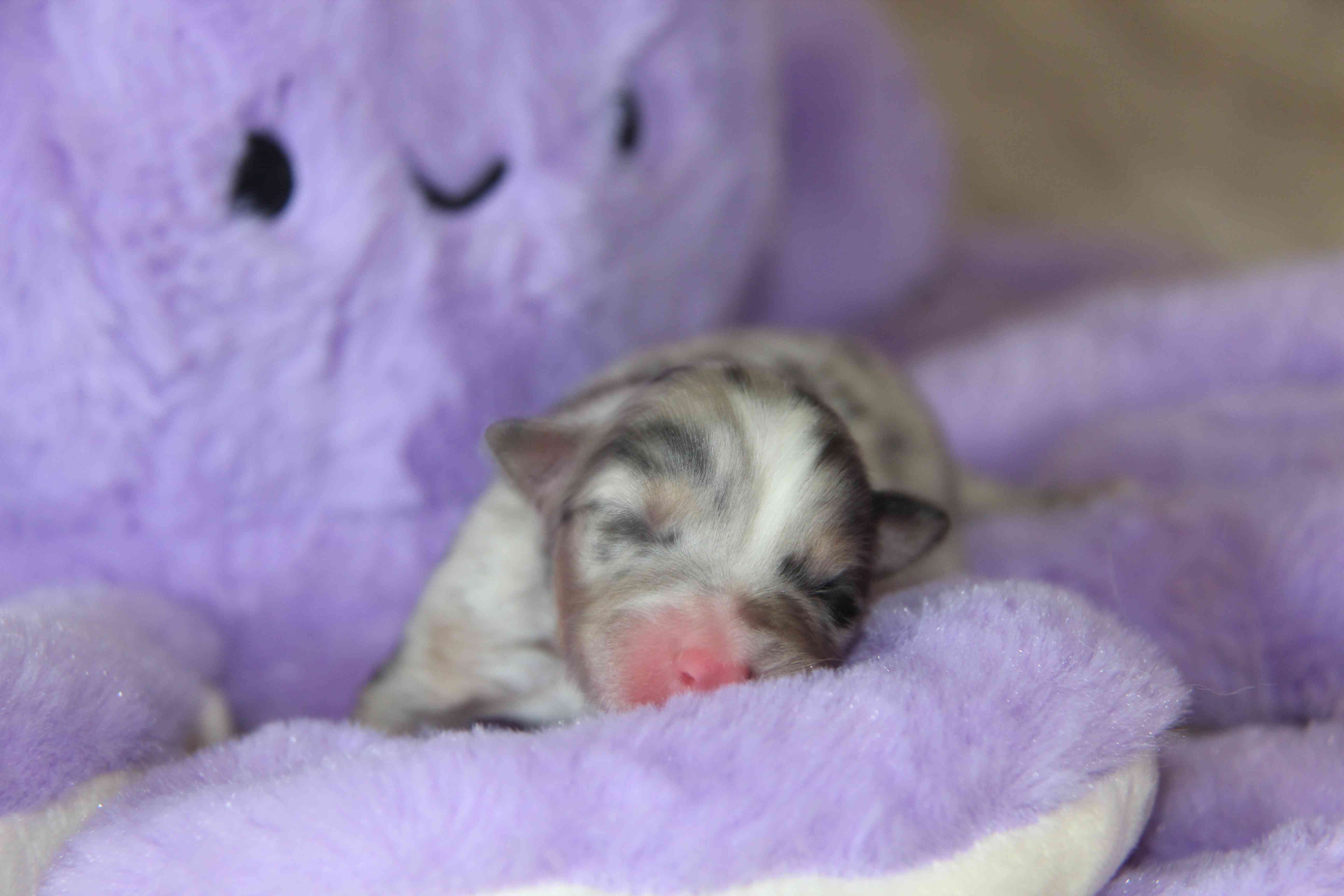 image chiot Berger Australien