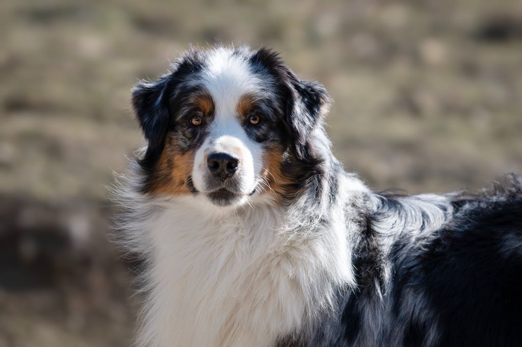 CH T'AS CRAQUE DE LA VALLEE D'ESKA Berger Australien Male