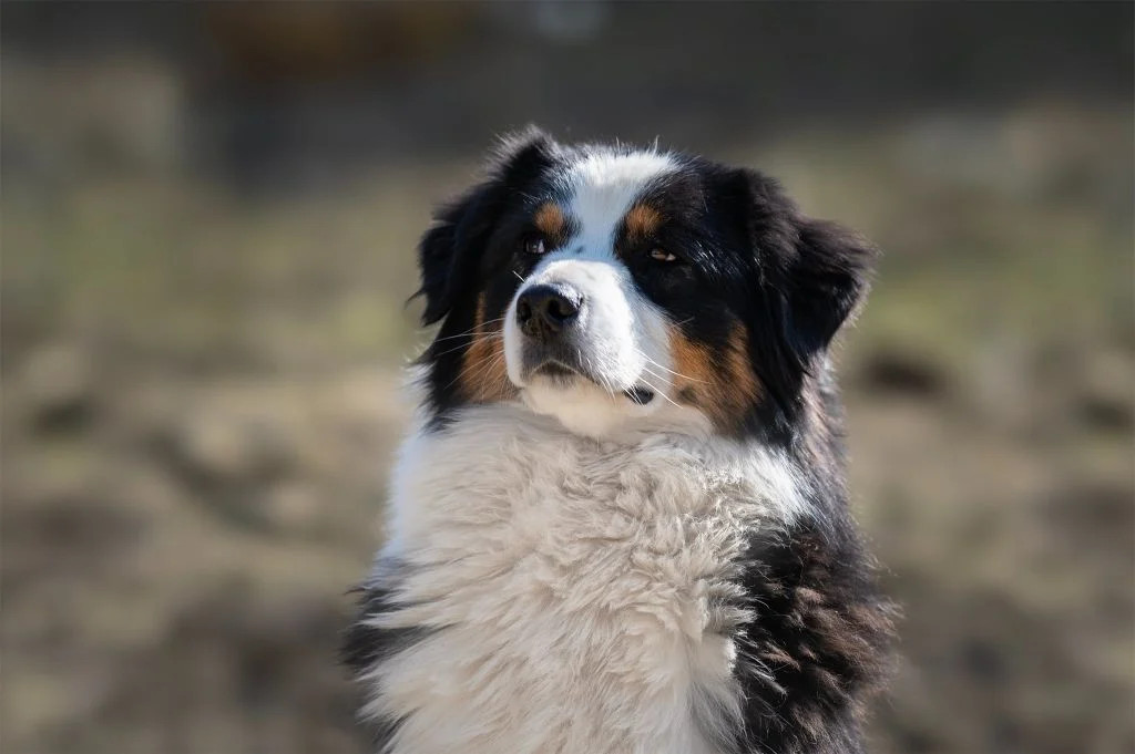 Na Caorrun Na Caorrun Rivers-of-babylon Berger Australien Femelle