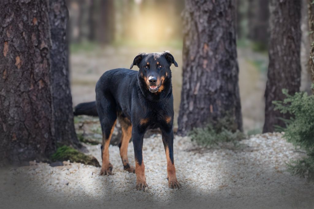 News genial du royaume d elsa  Berger de Beauce Male