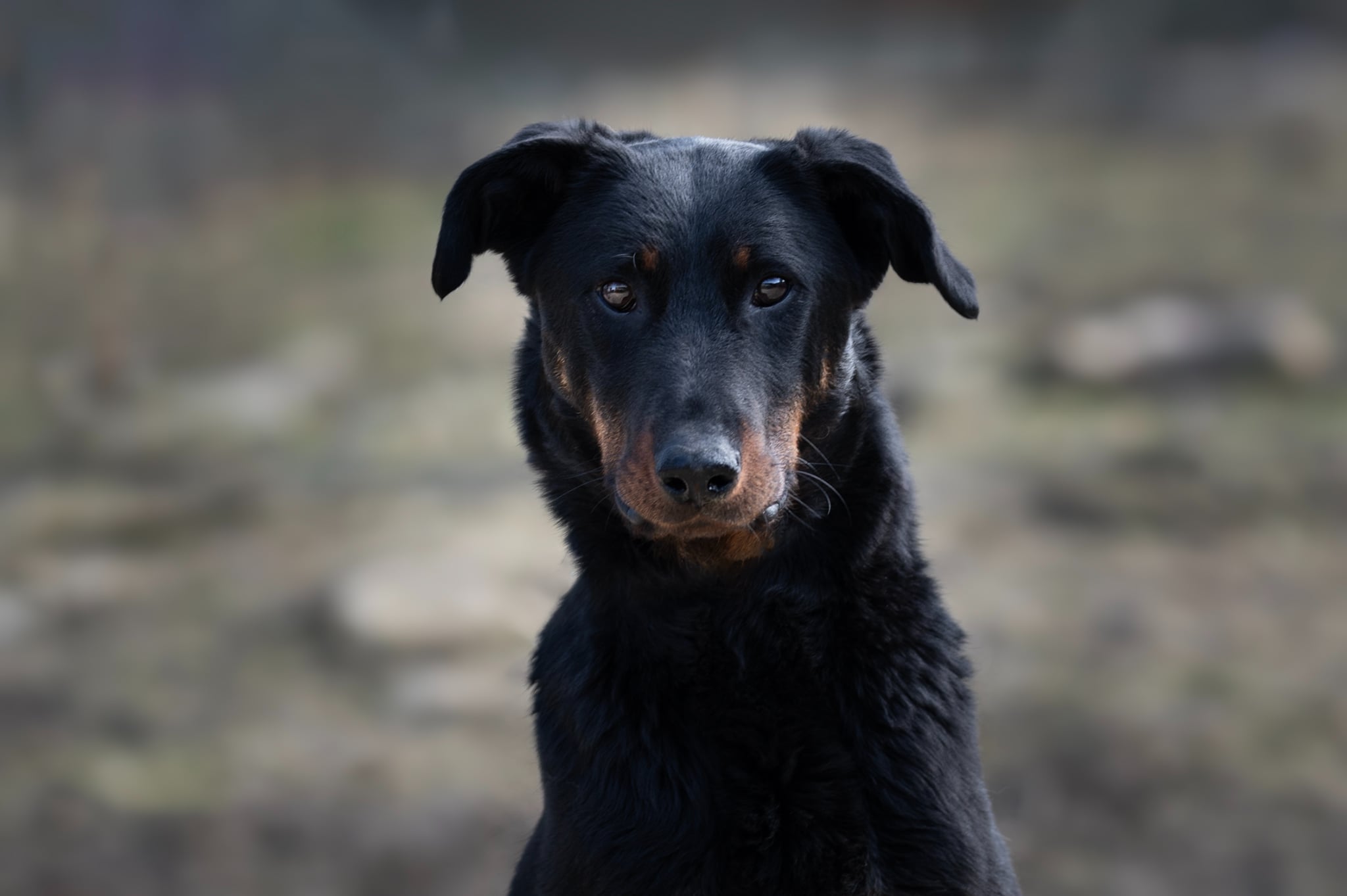 SANTANA  DES SERMENTS DES BRUMES Berger de Beauce Femelle