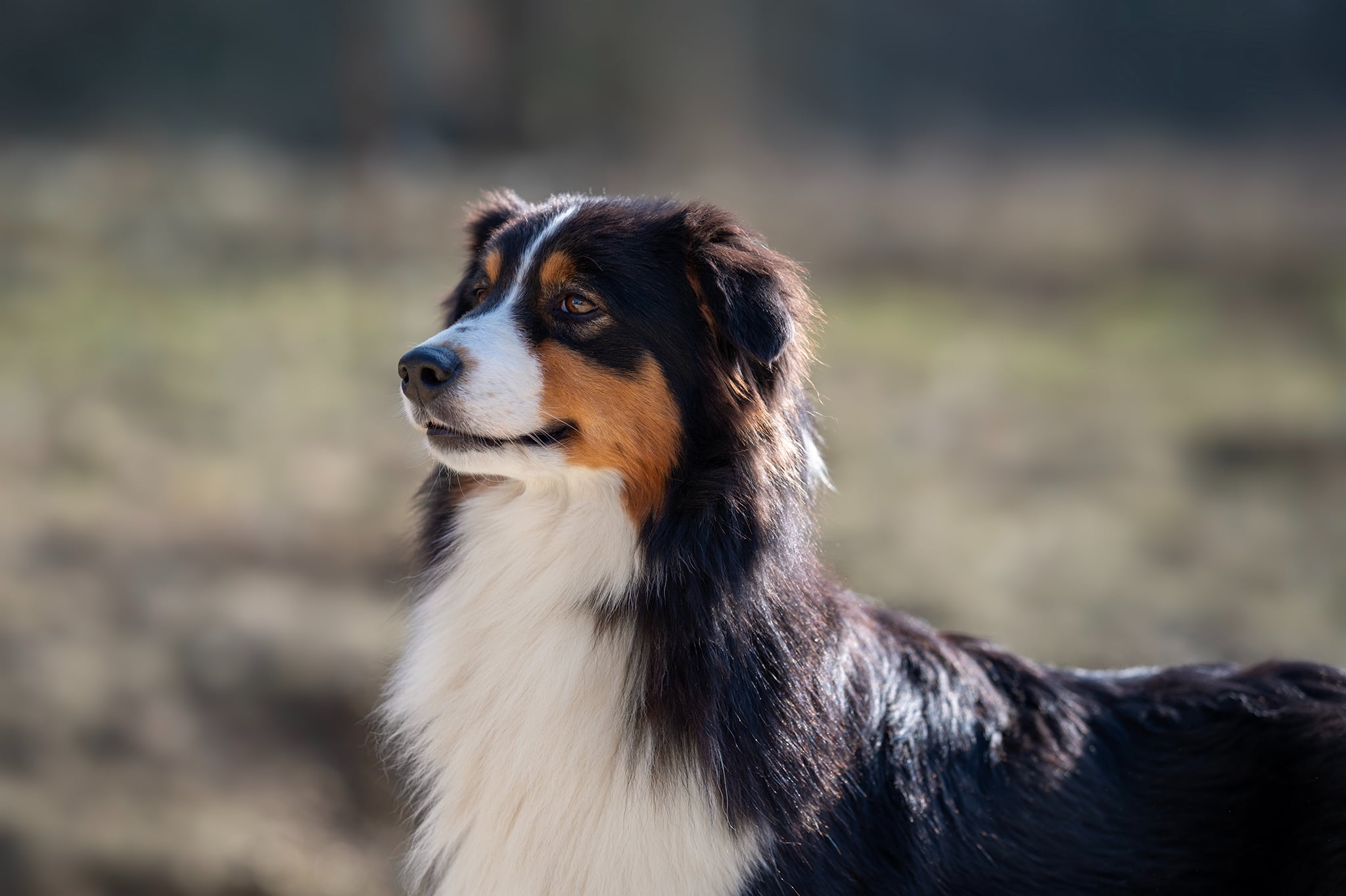 NA CAORRUN SCARLETTE Berger Australien Femelle