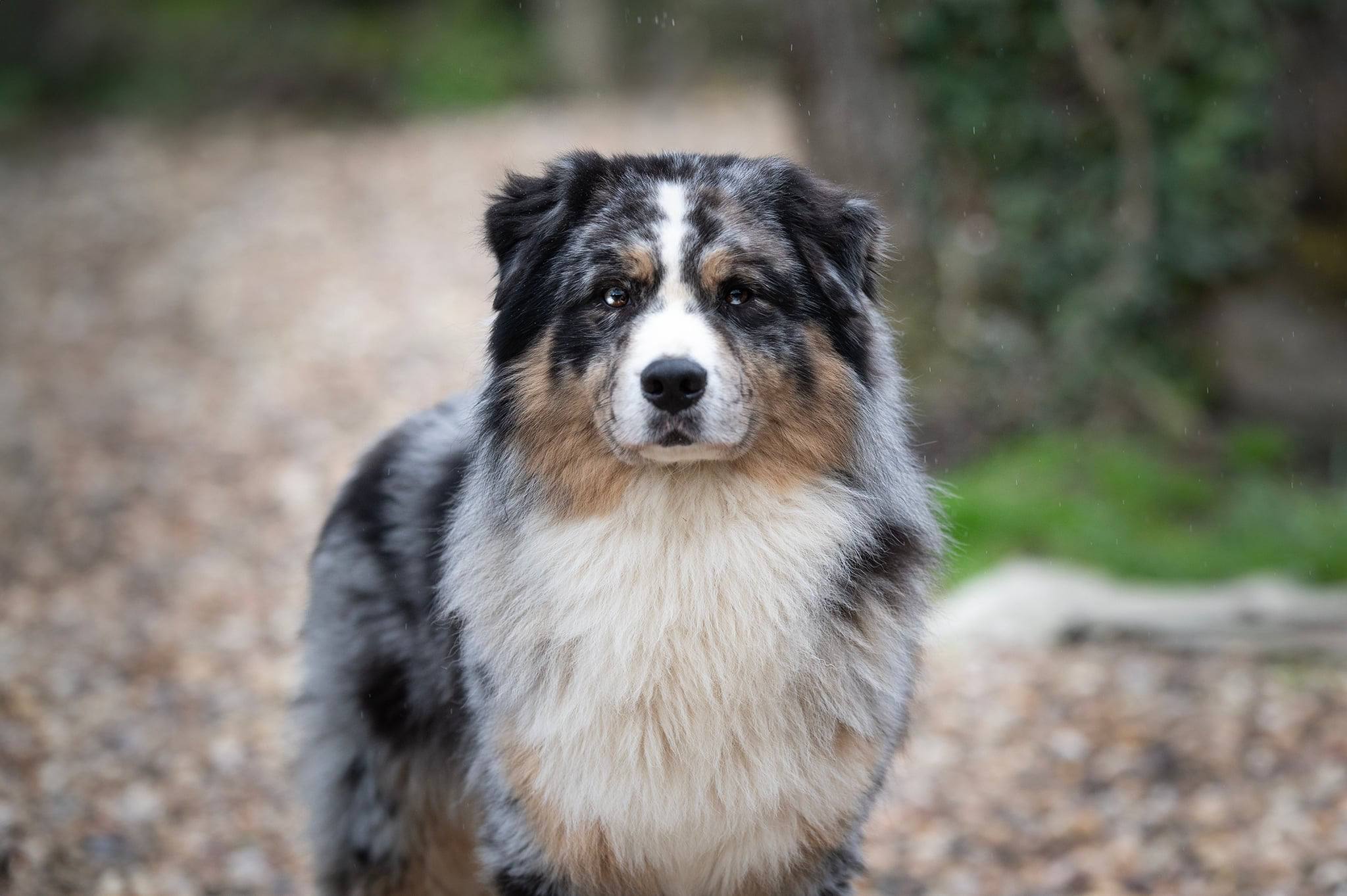NA CAORRUN TENNESSEE BLUE Berger Australien Male
