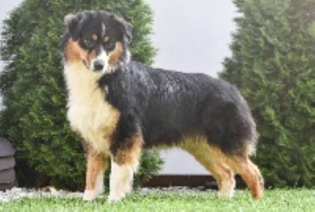 image chiot Berger Australien