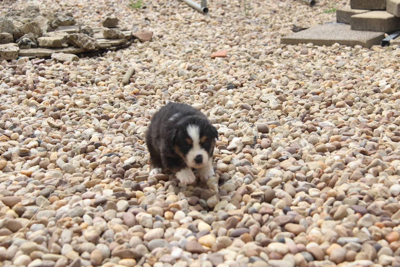 image chiot Berger Australien